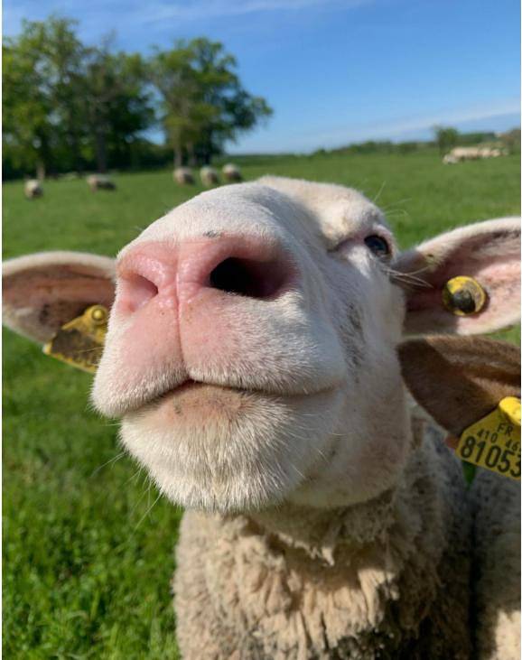 Tente pour 5 personnes, avec piscine et jardin en Moselle - 4