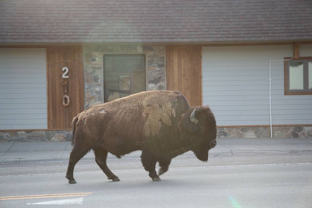 Ganze Wohnung, Parks Riverside B in Gardiner, Mt in Gardiner, Absaroka Range
