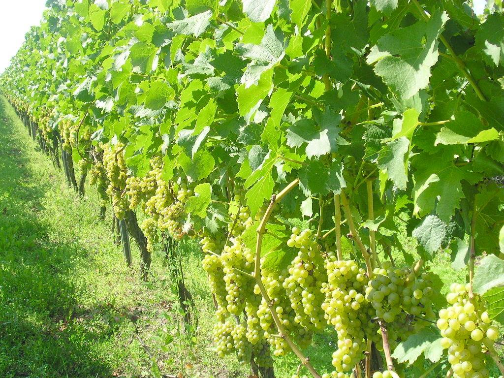 Gästehof - Weinbau Säger - Ferienwohnung Nr.4 mit Balkonterrasse und Ausblick zu den Weinbergen in Nordheim am Main, Fränkisches Weinland