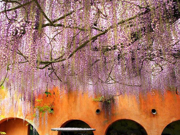 Location de vacances pour 2 personnes, avec vue ainsi que jardin et piscine à Vecchiano - 4