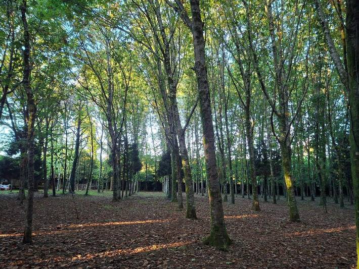 Chalet para 23 personas, con terraza, Se admiten mascotas en Santiago de Compostela - 2