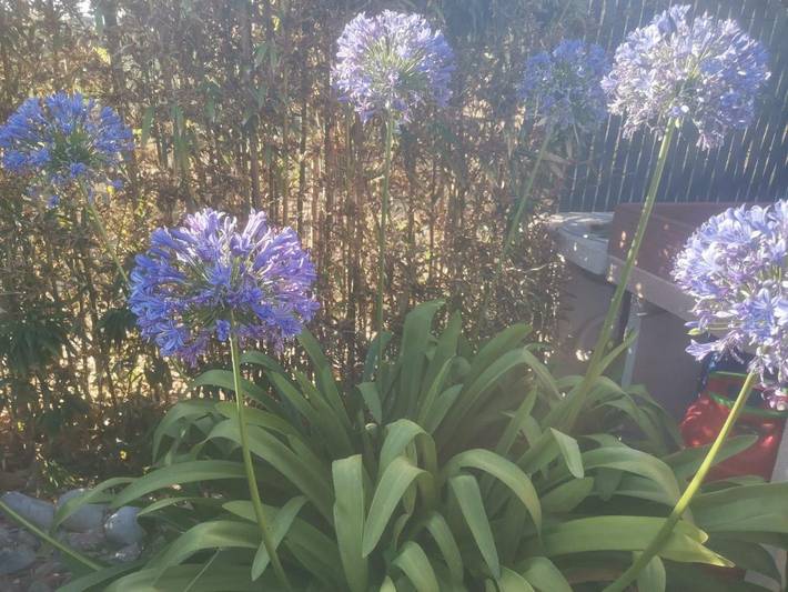 Gîte pour 4 personnes, avec jardin ainsi que piscine et jacuzzi à Sainte-Valière - 2
