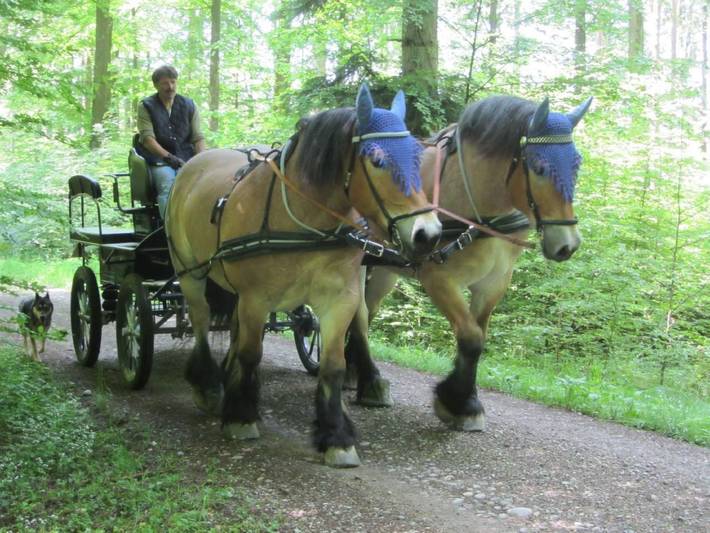 Ganze Wohnung, Tieroase Grünegg in Klingenzell, Eschenz