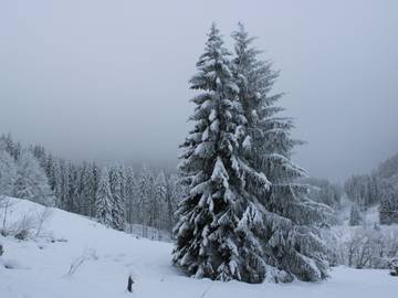 Hotel voor 2 Personen in Todtmoos, Baden-Württemberg, Afbeelding 4