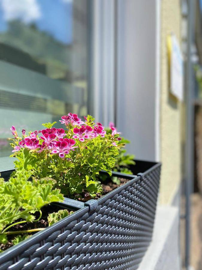 Appartement entier, "Haus Bella" in Sehl, Cochem