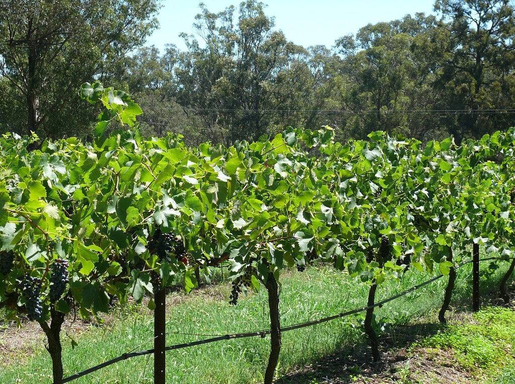 Spa Cottage, overlooking vineyard in Pokolbin, Hunter Valley