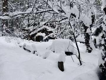 Log Cabin for 8 Guests in Coconino National Forest, Coconino County, Picture 2