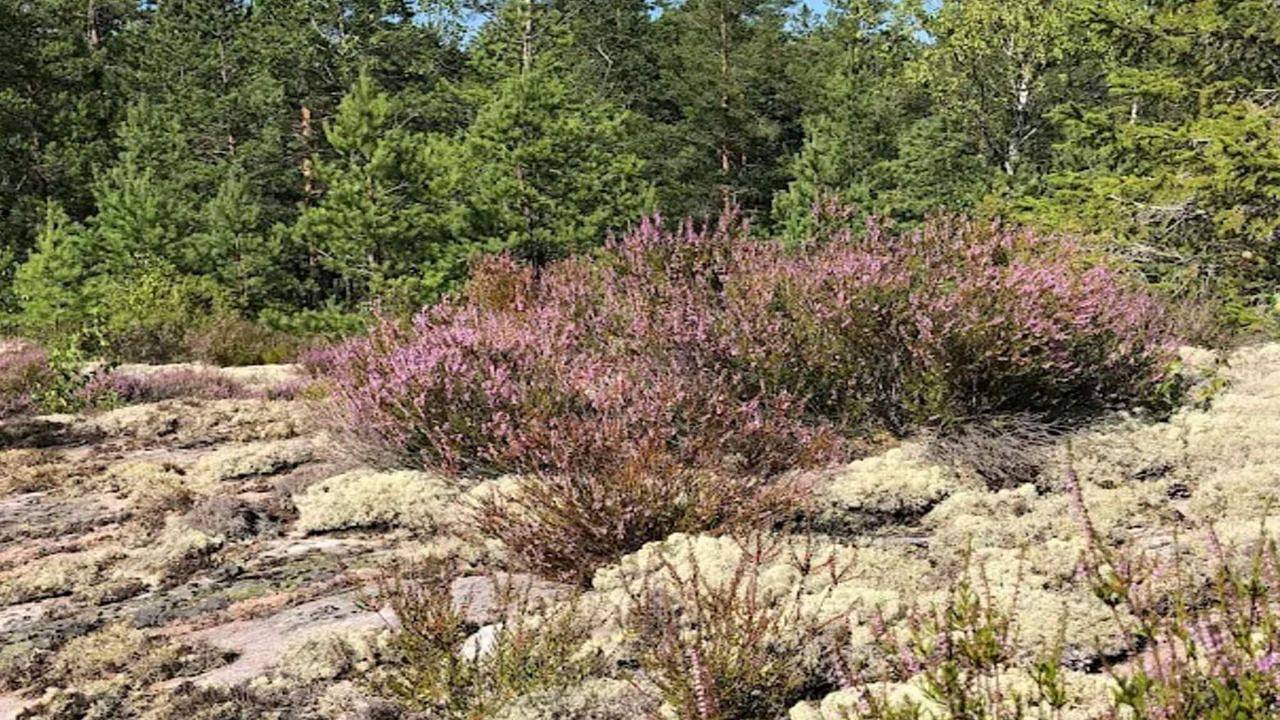 Ferienhaus für 3 Personen (60 m²) in Mosstorp in Södermanland