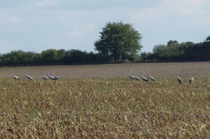 Bauernhof für 6 Personen, mit Balkon und Garten, mit Haustier an der Müritz - 4