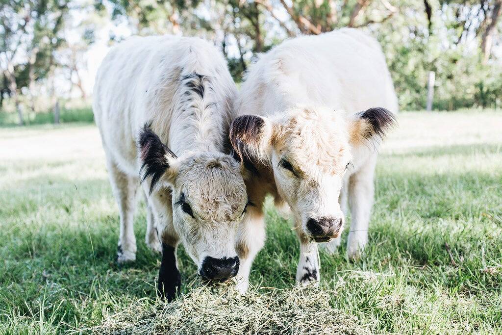 Waverley Cottage auf der Bundara Farm, Berry Nsw in Berry (NSW), New South Wales