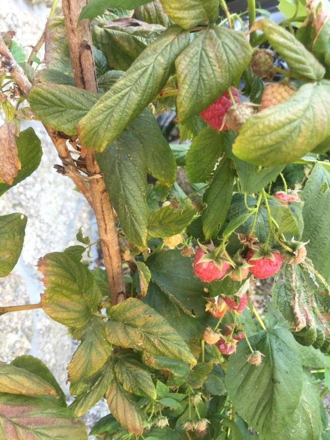 Casa rural con piscina para 2 personas, con vistas además de piscina y jardín en Distrito de Braga - 2