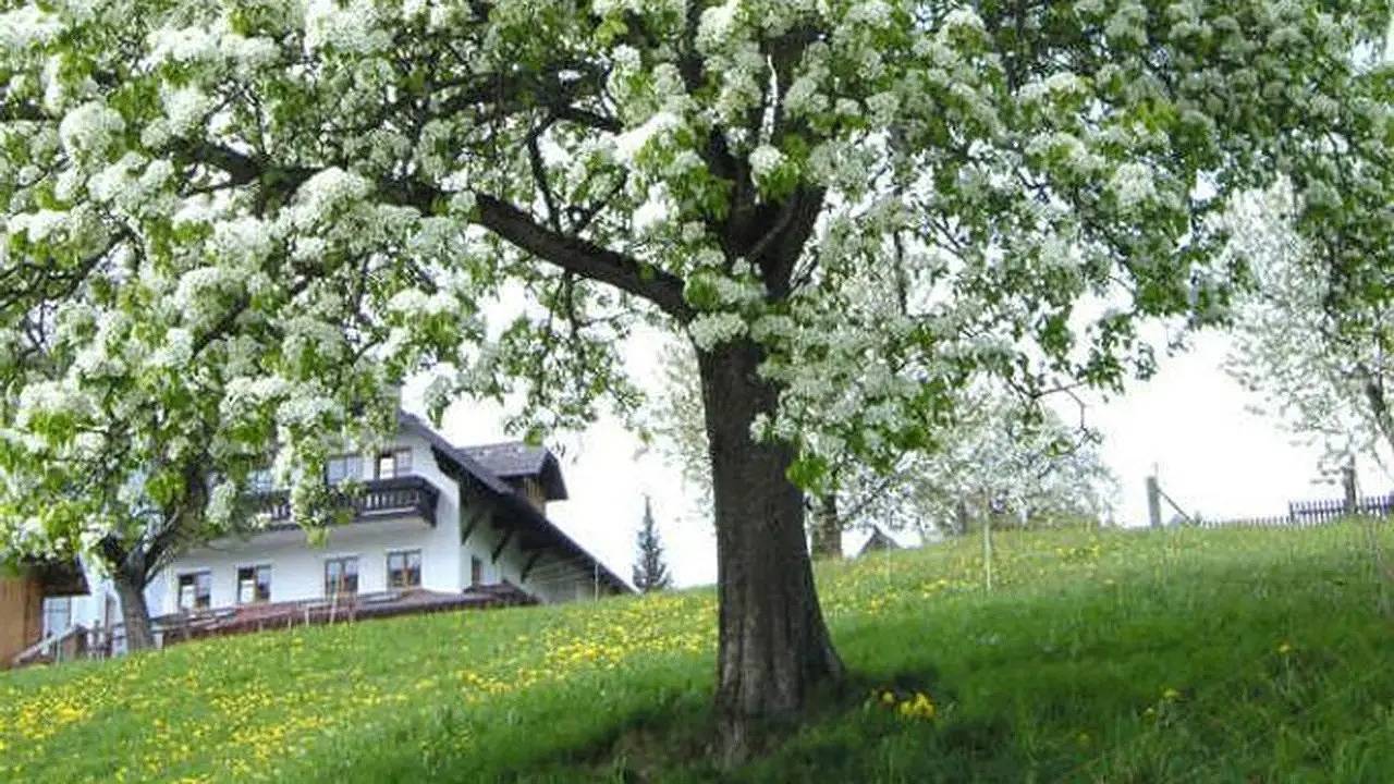 Ganze Ferienwohnung, Ferienwohnung für 12 Personen (100 m²) in Altmünster in Bezirk Gmunden