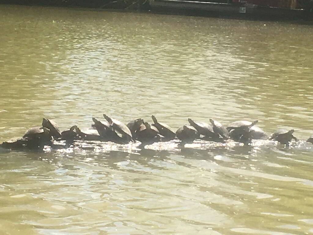 Rabatt: Peak Herbst Farbe Laub an diesem Wochenende, Prime Location in Greene County (NY)