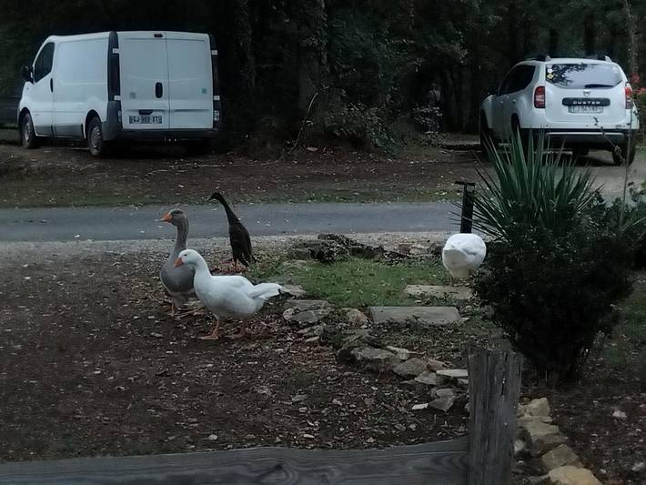 Gîte pour 3 personnes, avec vue ainsi que terrasse et piscine à Saint-Aubin-de-Nabirat - 3
