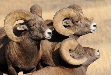 Log Cabin for 4 Guests in Cody (WY), Absaroka Range, Picture 3