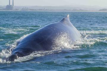 Log Cabin for 3 People in Pacific Grove, Monterey County, Photo 3