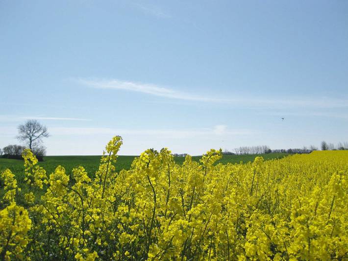Ferienwohnung für 5 Personen, mit Balkon, mit Haustier in Schönhagen - 4