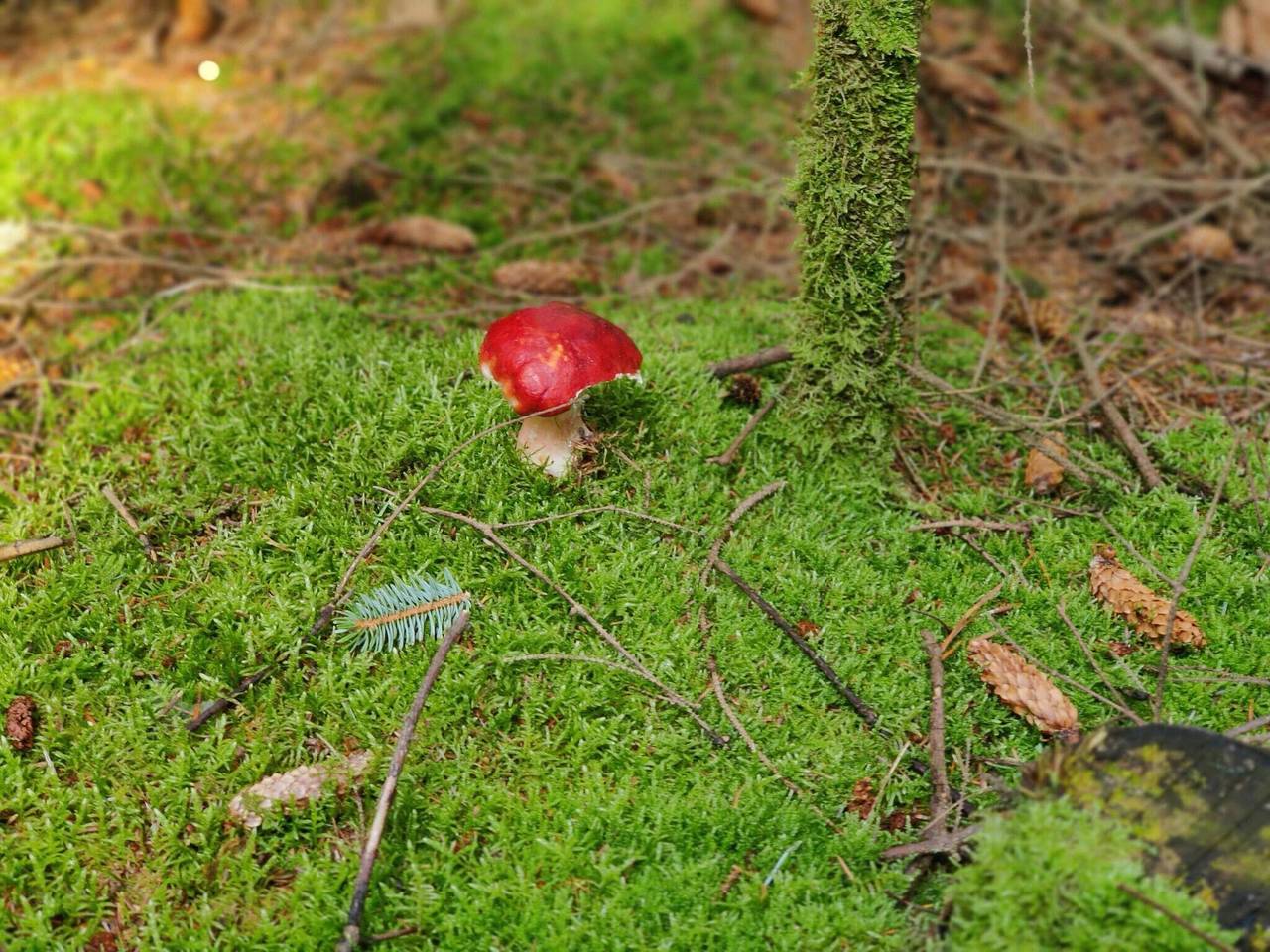 8 person feriebolig i Ålbæk in Lodskovvad, Ålbæk