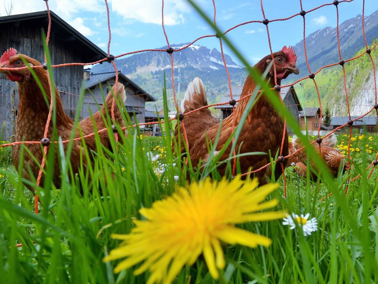 Ganze Ferienwohnung, Urlaub bei Rüf´s - Ferienwohnung 1 (2-6 Personen) in Au, Bregenzerwald
