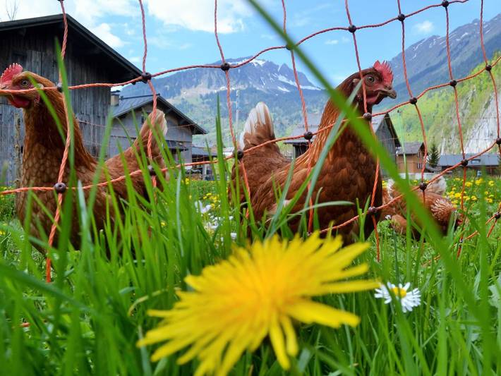 Ferienwohnung für 6 Personen, mit Terrasse und Garten sowie Ausblick in Au - 2