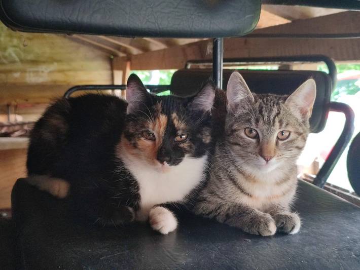 Ferienhaus für 3 Personen, mit Garten und Terrasse, kinderfreundlich auf Eiderstedt - 2