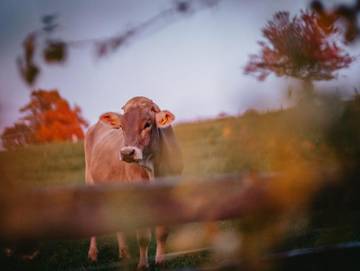 Chalet für 10 Personen in Allhartsberg, Ybbs, Bild 3