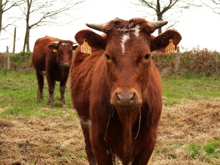 Location de vacances pour 4 personnes, avec vue dans Tresbœuf - 3