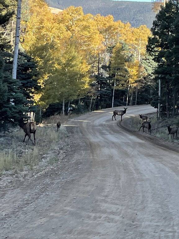 Mountain Cabin, 4 Schlafzimmer, 2 Bäder, Nähe Golfplatz und 5 Minuten zu Ski Area in Angel Fire, Colfax County