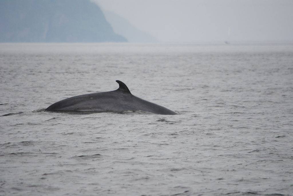 Ganze Wohnung, Fjord du Saguenay, Mont Édouard, Eigentumswohnung Chez le beau Thom in Mont Édouard