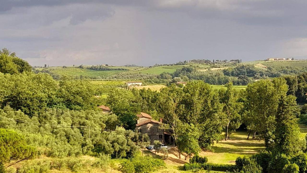 Helichrysum in Vinci, Province de Florence