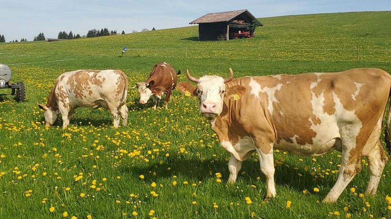 Ganze Ferienwohnung, Ferienwohnung für 2 Personen (42 m²) in Saulgrub in Altenau (Bayern), Saulgrub