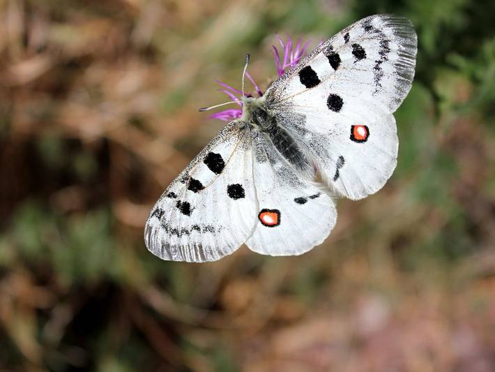 Ferienwohnung für 4 Personen, mit Terrasse und Balkon/Terrasse an der Mosel - 4