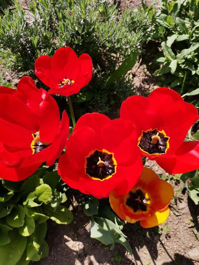 Hôtel pour 2 personnes, avec vue et jardin à Fay-sur-Lignon - 4