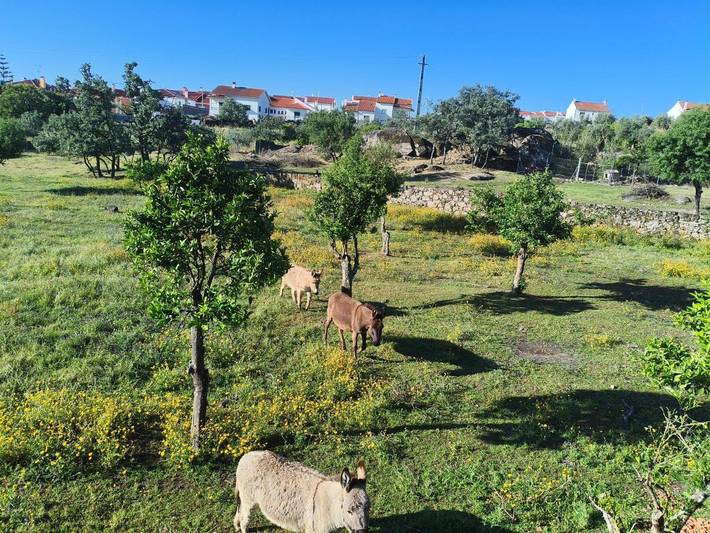 Maison de campagne pour 2 personnes, avec jardin ainsi que vue et piscine, animaux acceptés à Castelo Branco - 4