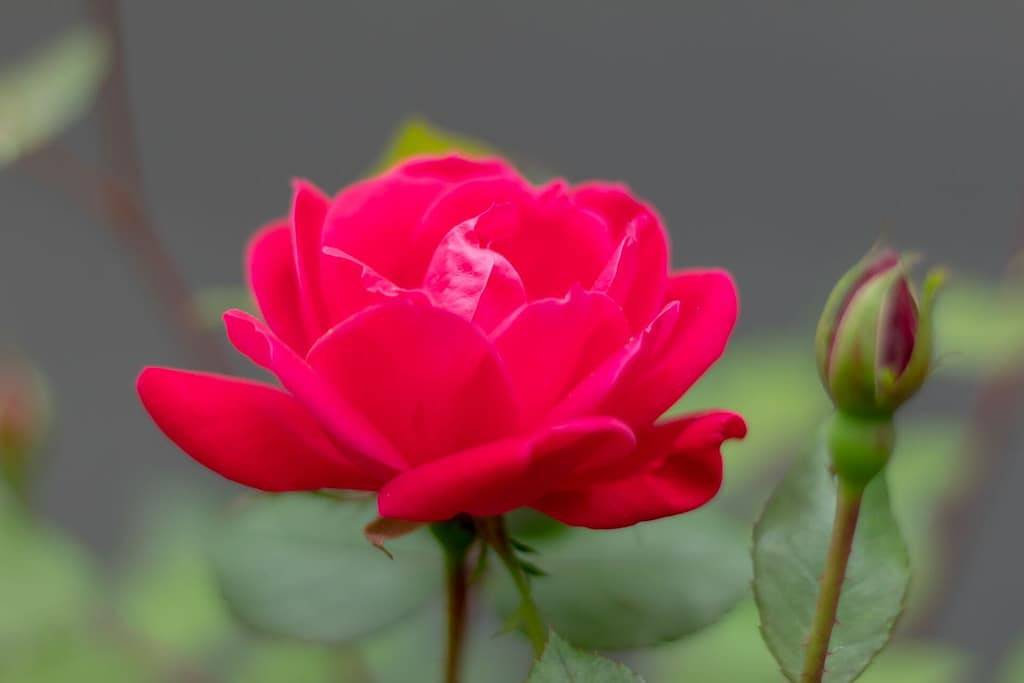 Stargazer at The Retreat at Deer Lick Falls in Grundy County