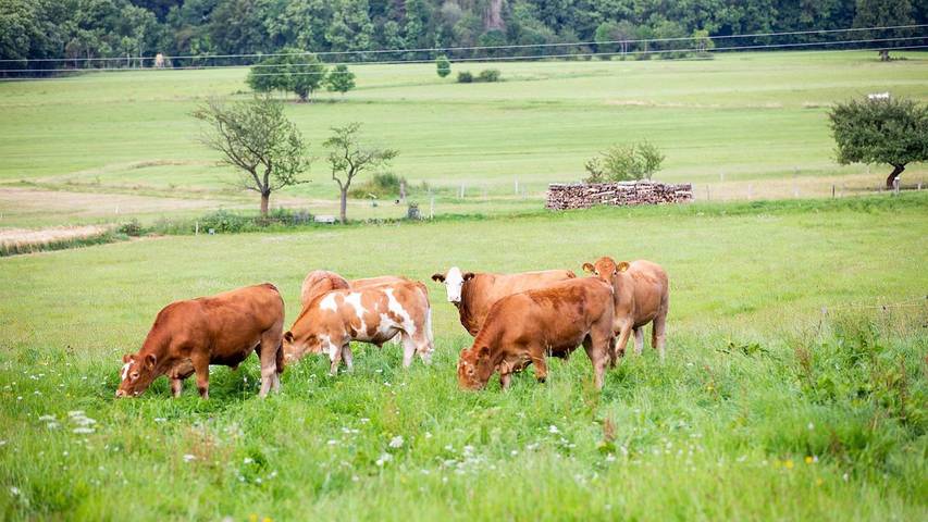 Hütte für 6 Personen, mit Garten, mit Haustier an der Rhön - 4