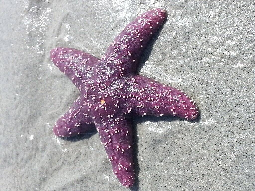 Sauberes modernes helles in Nanaimo, Regional District of Nanaimo