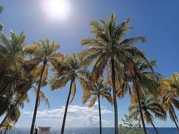 Bungalow pour 2 personnes, avec jardin en Martinique