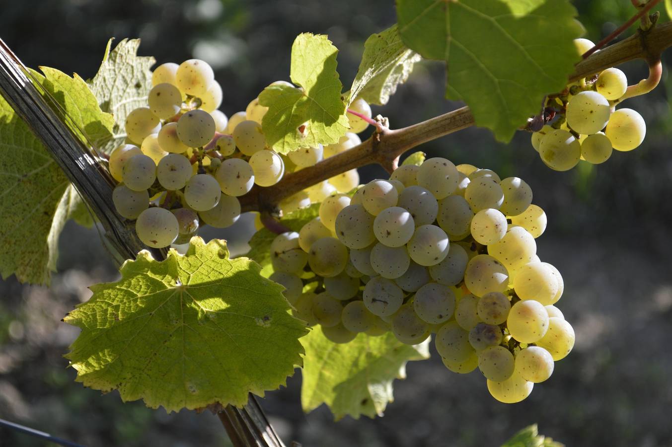 Apartamento vacacional entero, Ferienwohnung Peter-Josef 1 Erw., 1 Kind > 4 Jahre in Oestrich-Winkel, Distrito de Rheingau-Taunus