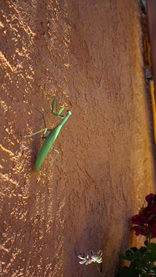 Maison d’hôte pour 2 personnes, avec jardin, animaux acceptés dans Sighișoara - 4