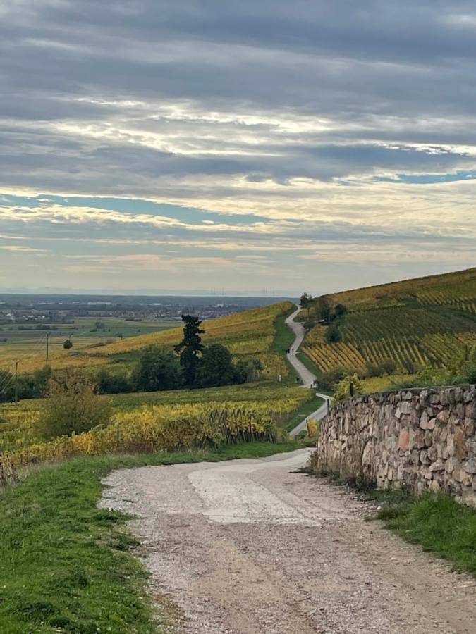 Gîte pour 5 personnes, avec jardin à Dambach-la-Ville - 2