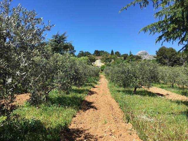 Logement Provence dans domaine oléicole in Aubagne, Côte méditerranéenne (France)