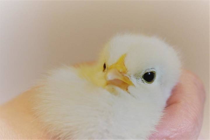 Bauernhof für 4 Personen, mit Sauna und Garten im Bayerischer Wald - 2