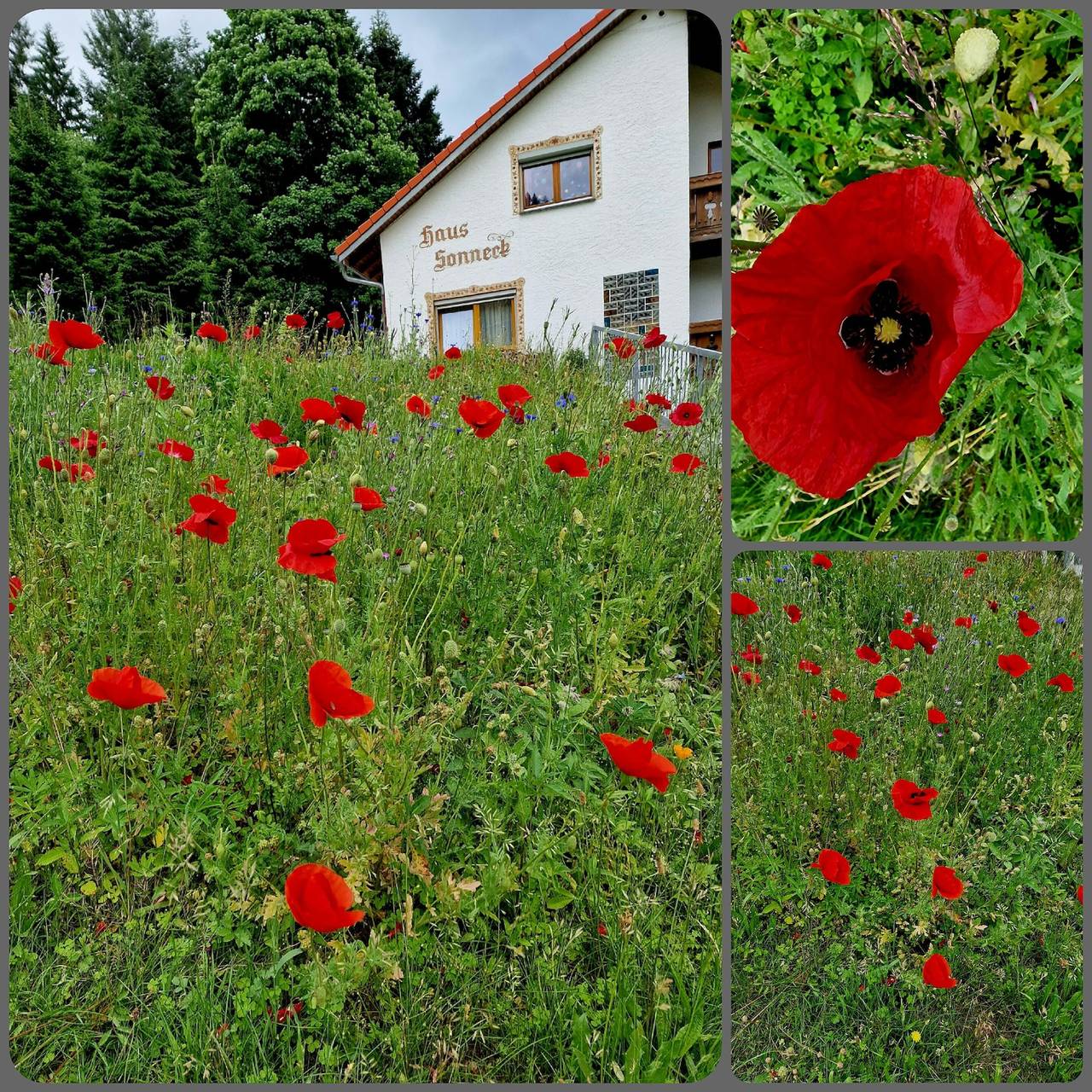 Ganze Wohnung, Ferienwohnung Wiesentalblick in Todtnauberg (Todtnau), Todtnau