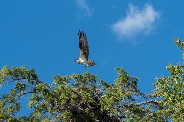 Glamping for 3 Guests in Maine, USA, Picture 1