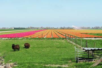 Vacation Rental for 6 Guests in Schellinkhout, Markermeer, Picture 3