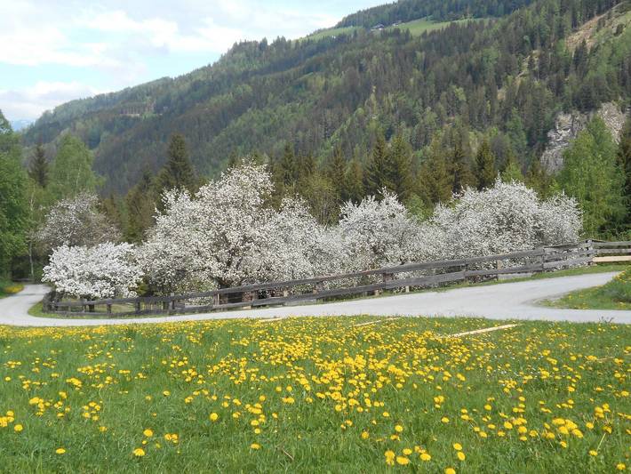 Ferienhaus für 4 Personen, mit Pool und Garten sowie Ausblick, mit Haustier in der Steiermark - 4