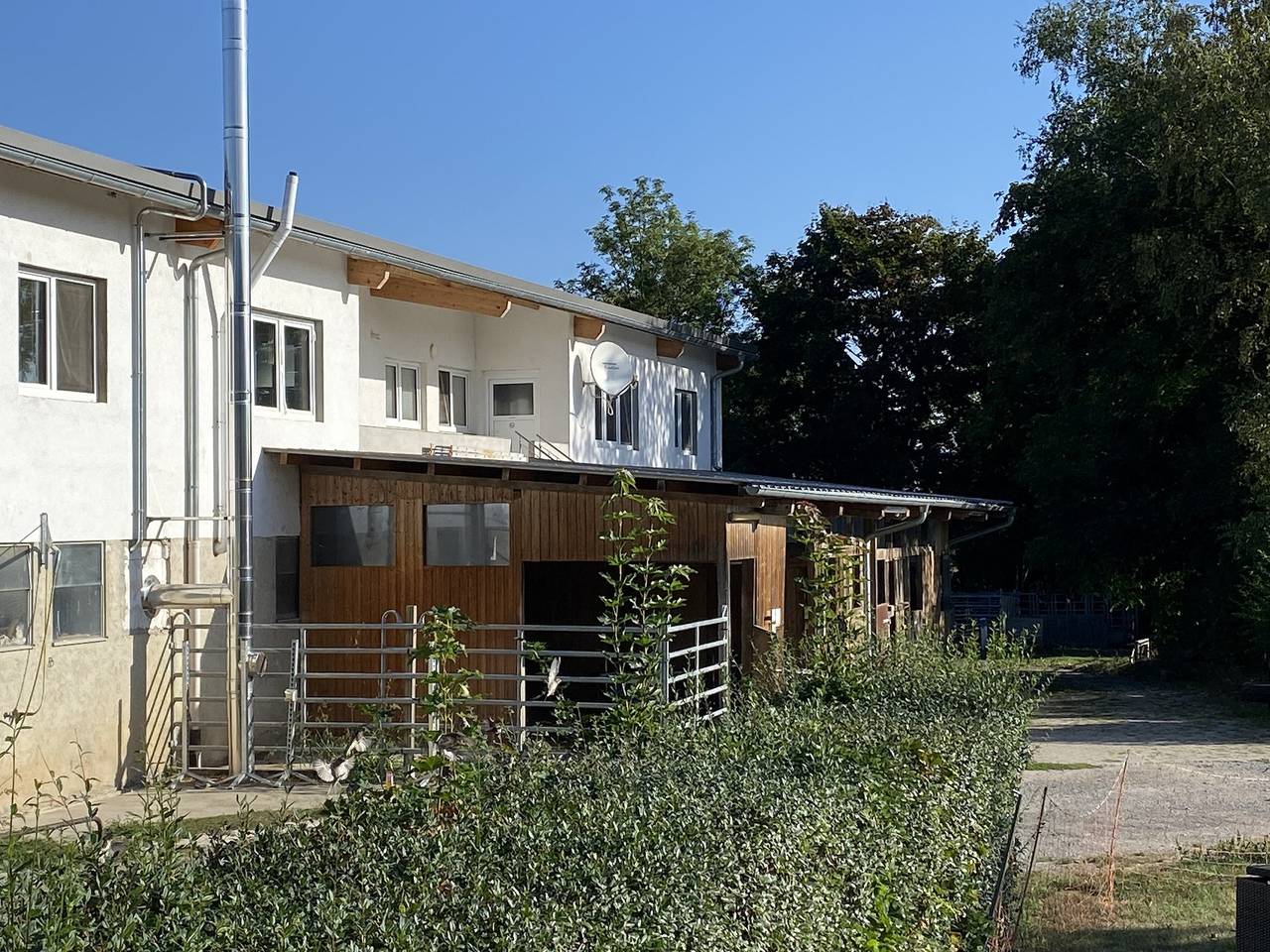 Western Riding Service - Reh in Bad Rappenau, Kraichgau