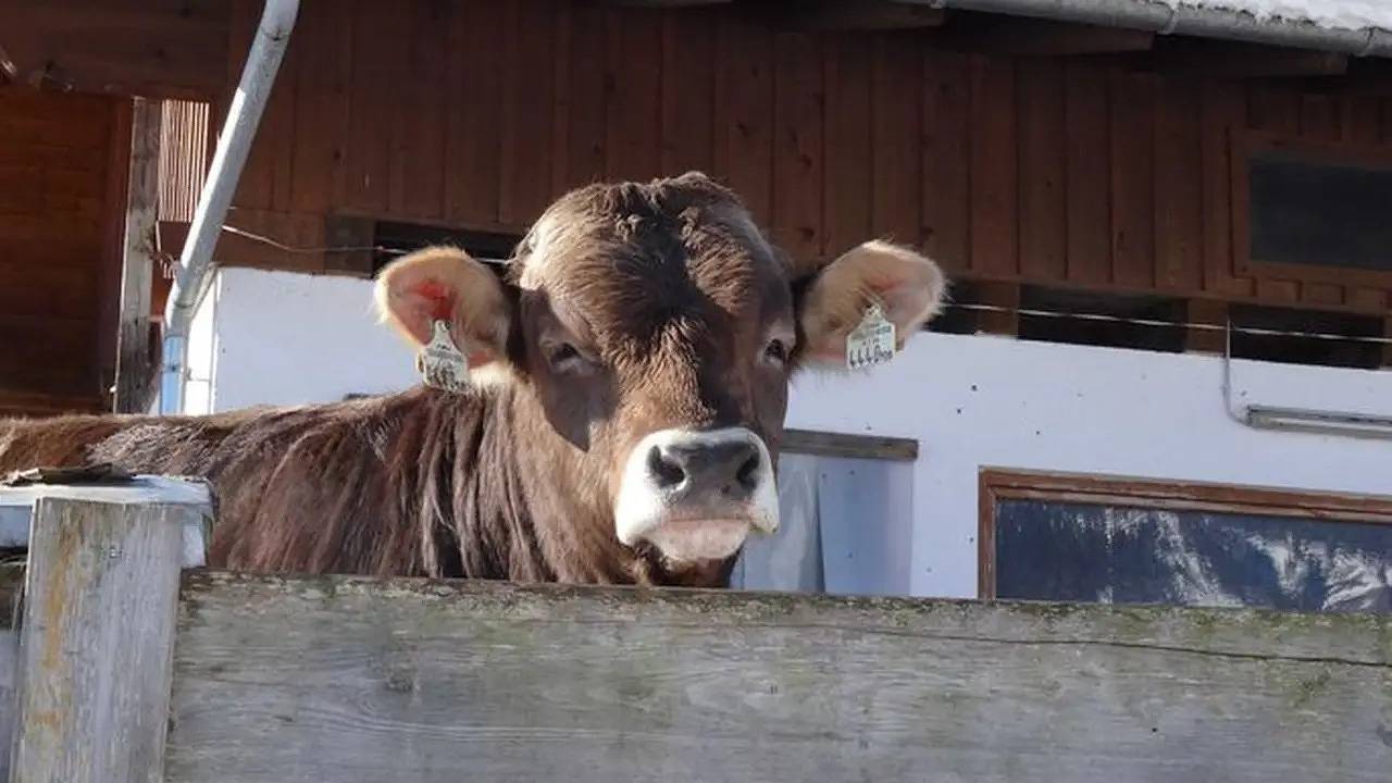 Ganze Ferienwohnung, Ferienwohnung für 2 Personen (33 m²) in Fieberbrunn in Fieberbrunn, Bezirk Kitzbühel