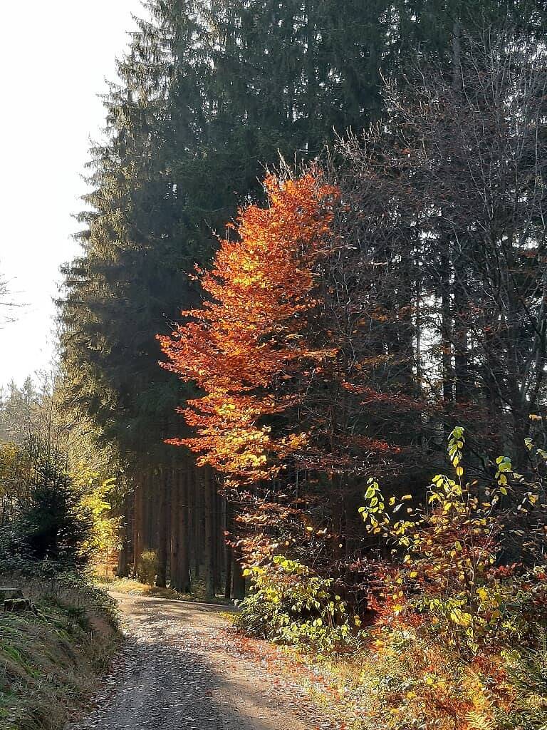 Ferienwohnung Völkl - Ferienwohnung  Völkl 65 m² in Tännesberg, Naturpark Nördlicher Oberpfälzer Wald